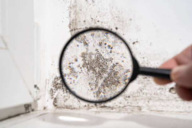 Environmental Consulting for Mold Prevention in Mechanicstown, NY